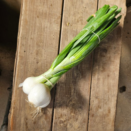 Oignons blanc en botte bio