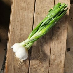 Oignons blanc en botte bio