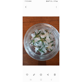 Fleur de bourrache 40pc