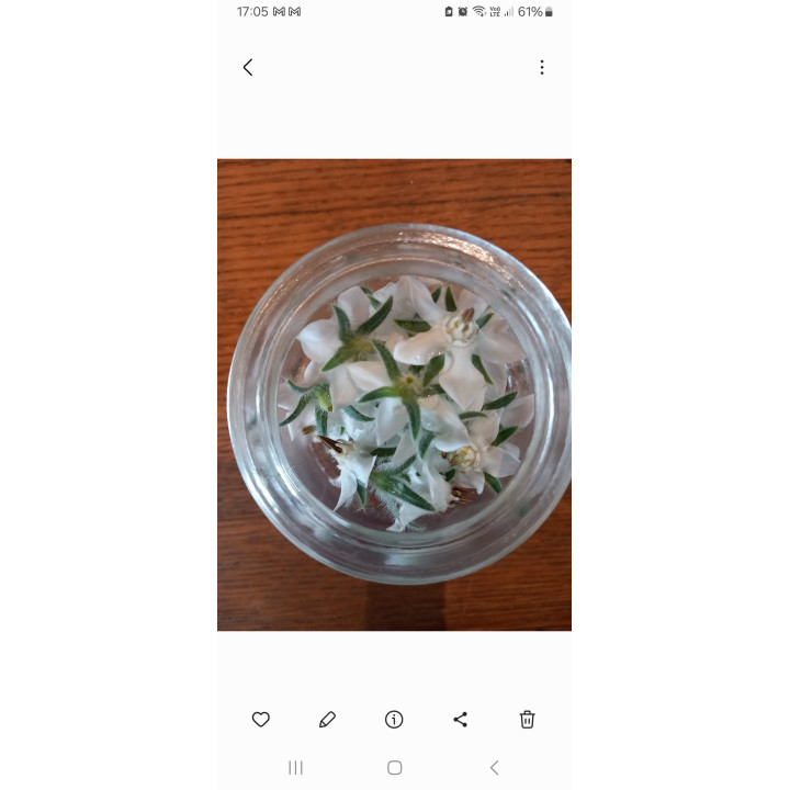 Fleur de bourrache 40pc