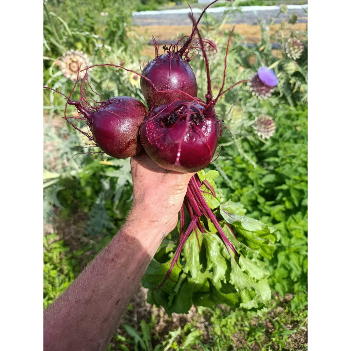 Betterave Rouge Botte (+-750gr)