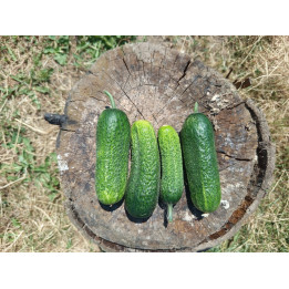 Cornichons bio (+-500gr)