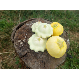 Patisson courgette Bio (750gr)