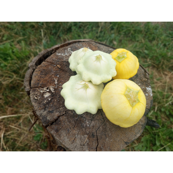 Patisson courgette Bio (750gr)