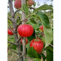 Pomme bio Summercrisp