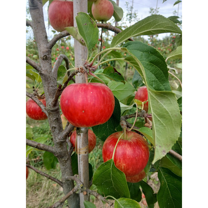 Pomme bio Summercrisp
