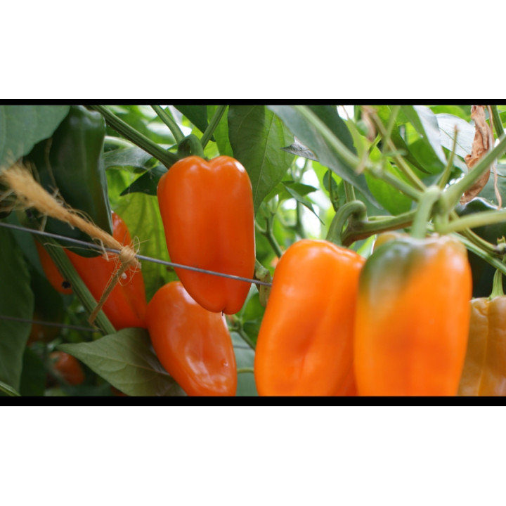Poivron doux snack / Mini paprika