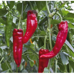 Poivrons pointu rouge 500g