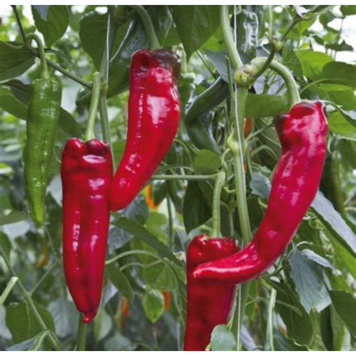 Poivrons pointu rouge 500g