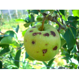 Pommes grêlées (mélange de variétés)