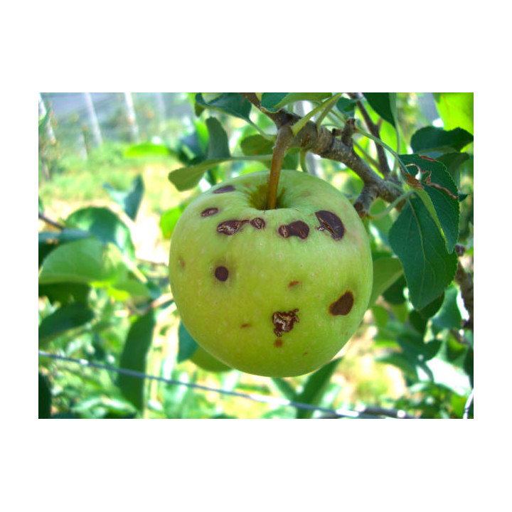 Pommes grêlées (mélange de variétés)