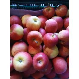 Pommes bio Deljonca