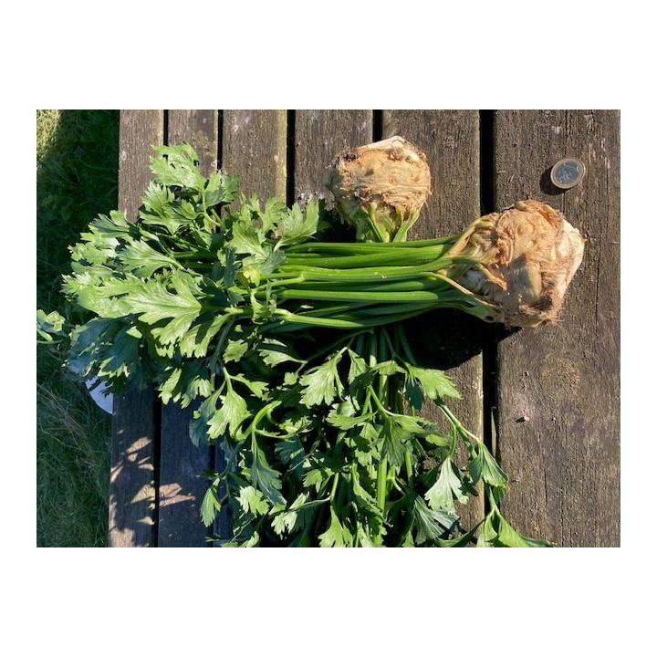 Céleri rave petite / Knolselder klein 0,7kg