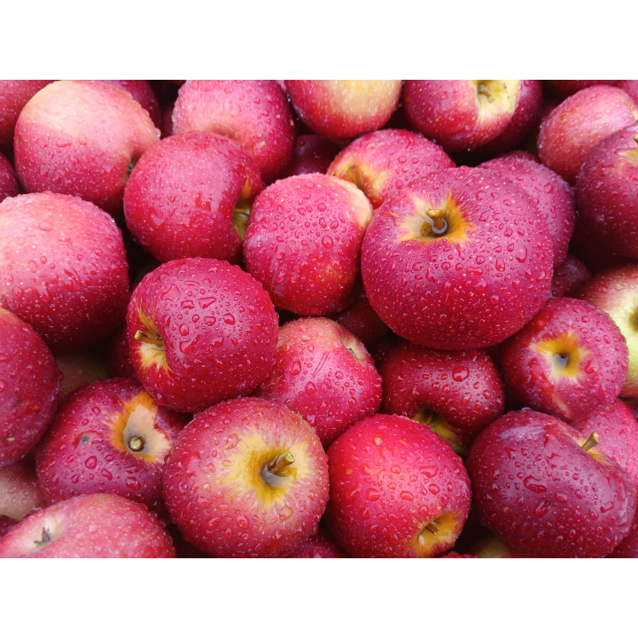 Pommes bio Freya