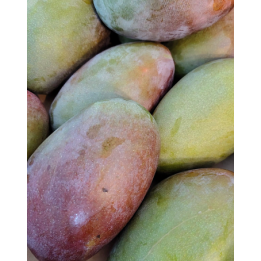 Mangue Oosten - 1pcs - BIO - ES