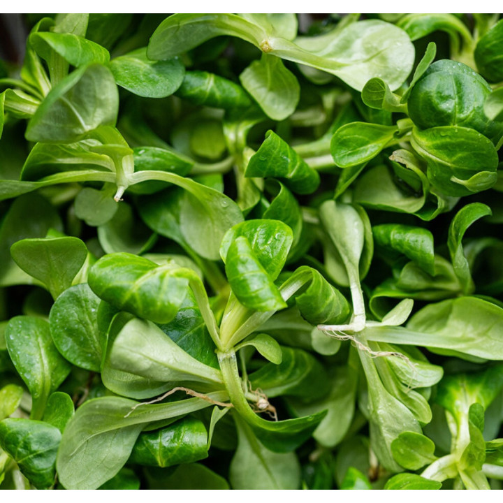 Mâche / salade de blé 0.2kg