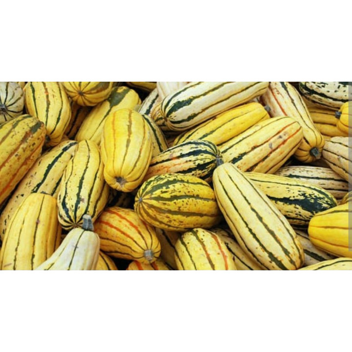 Courge délicata