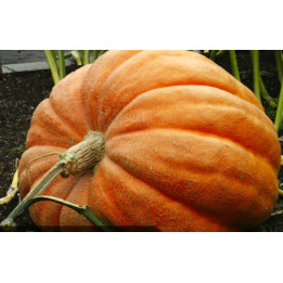 Grosse courge bio