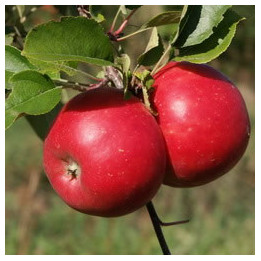 Pommes bio Topaz