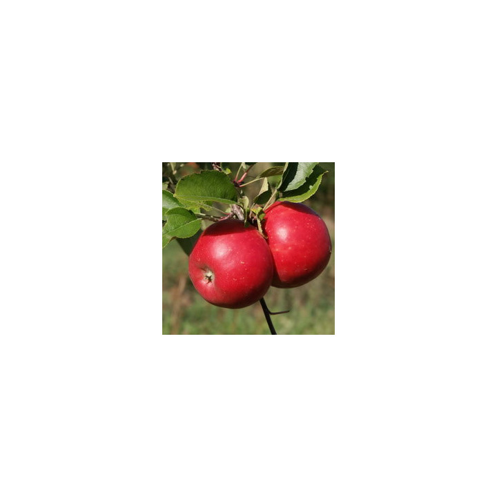 Pommes bio Topaz