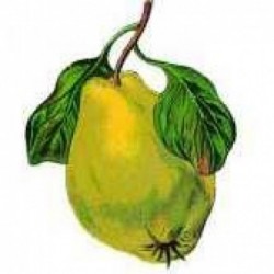 Coings - 1kg