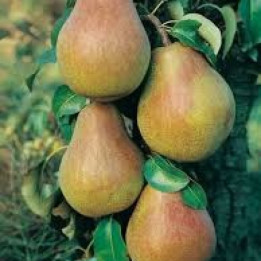 Poire Doyenné de Comice  - 1kg
