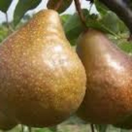 Poire Durondeau - 1kg