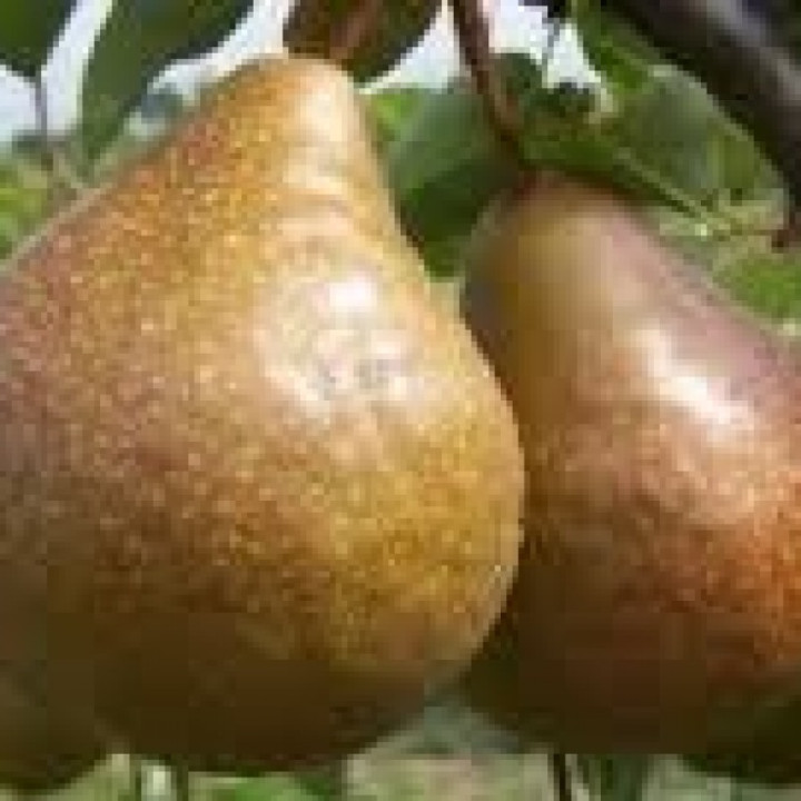 Poire Durondeau - 1kg