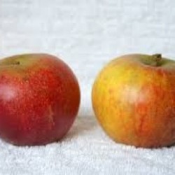 Pomme Cox orange - 1kg