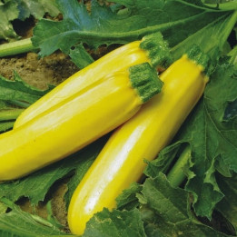 Courgettes jaunes - 500g