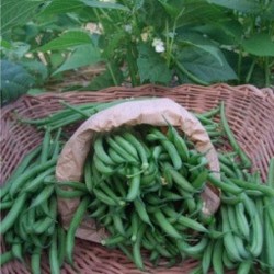 Haricots fines verts /...