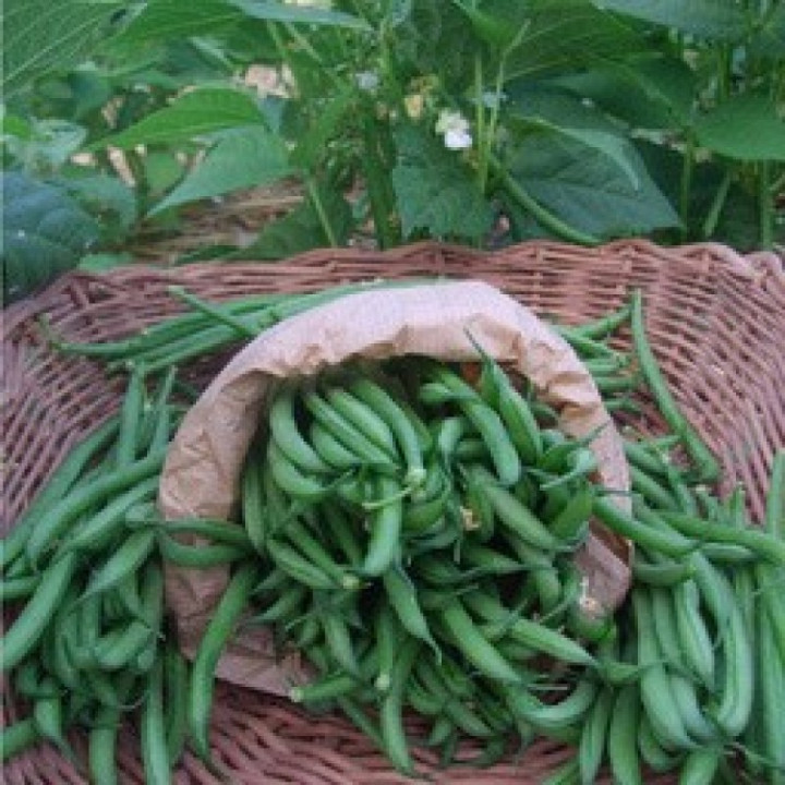 Haricots fines verts / Prinsesseboontjes 300g