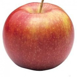 Pomme Jonagored - 1kg