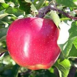 Pomme Melrose - 1kg