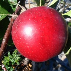 Pomme Summerred - 1kg