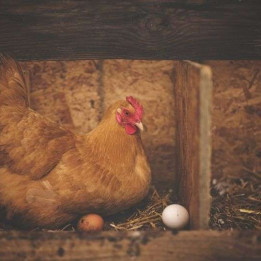 Oeufs de ferme 12 unités