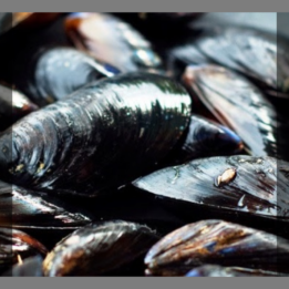 * Moules fraîches jumbo - 1kg