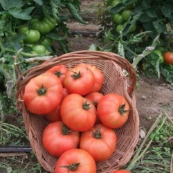 Tomates - 500g