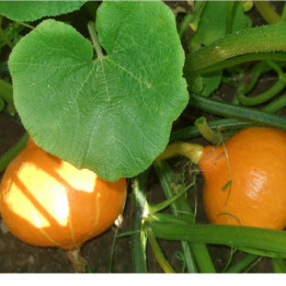 Potimarron / Pompoen - 1,5kg
