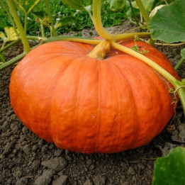 Potiron "Rouge vif d'Etampes" - 6kg
