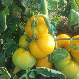 Tomates jaunes / geel - 1kg