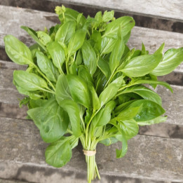 Basilic frais - à la botte 50g