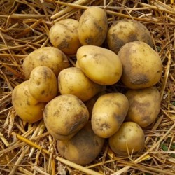 Pomme de terre "Vitabella"...