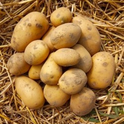 Pomme de terre "Charlotte "...