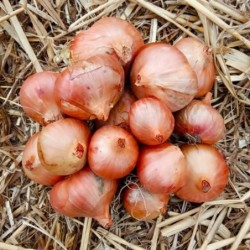 Echalote "red sun" - 500g