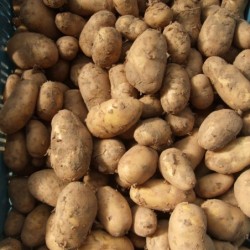 Pommes de terre...