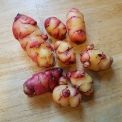 Oca - 300g