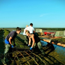 Huitres N°2 creuse...