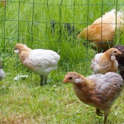 ! PRECO 30/12 ! COQUELET –...