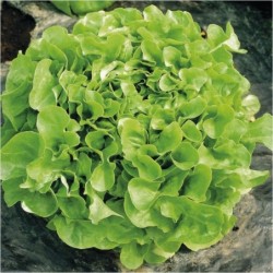 laitue feuilles de chene verte